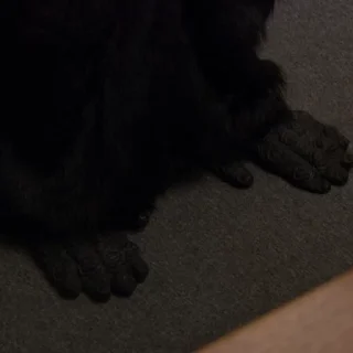 🦍