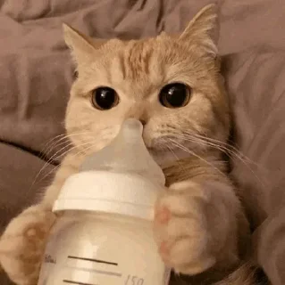 🐾