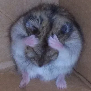 🤩