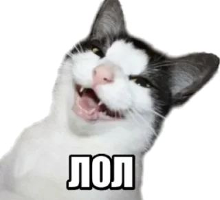 😾