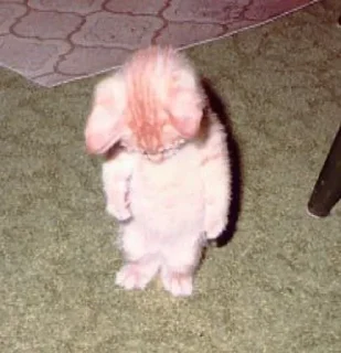 😿