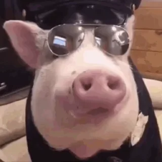 🐖