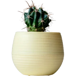 🌵