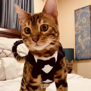 🤩