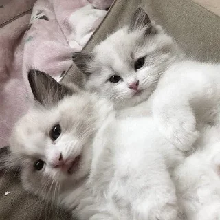 💗
