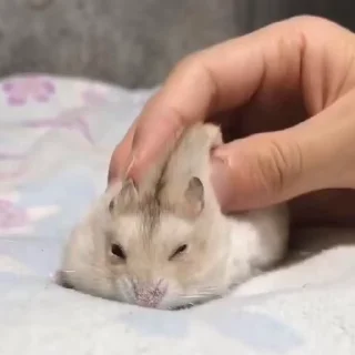 🐭