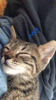 💤
