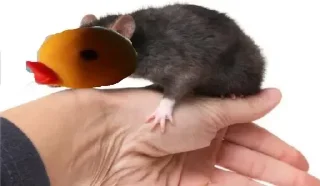 🐀