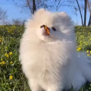 🦋