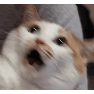 🐱