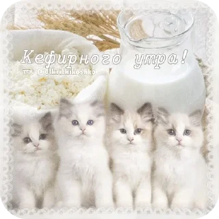 🐱
