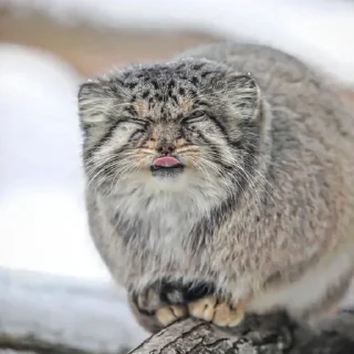 😋