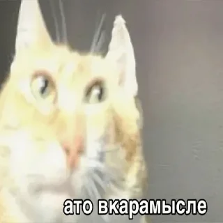 😾