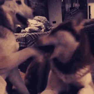 🐕
