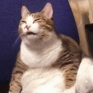 🐈