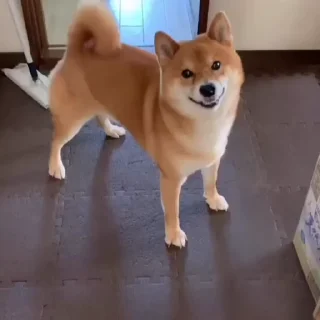 🐕