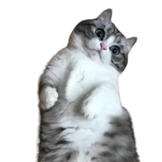 😺