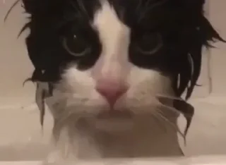 😺