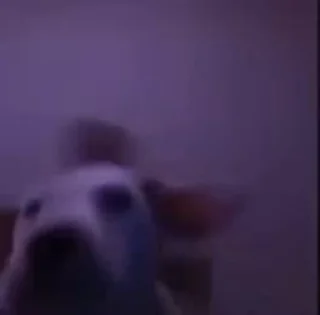 🎉