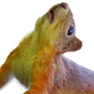 🐿️