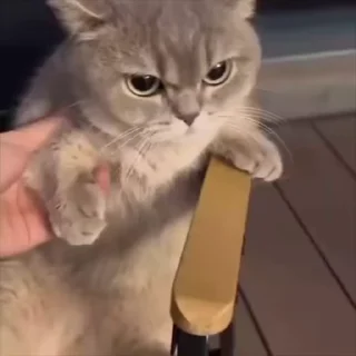 🌟