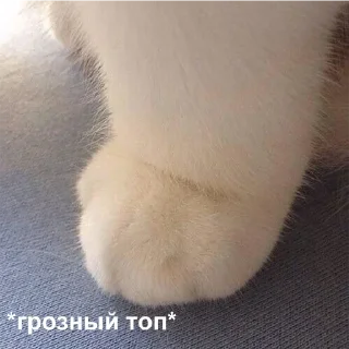 @samiyidyat