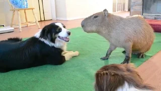 🐕