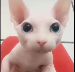 🥺