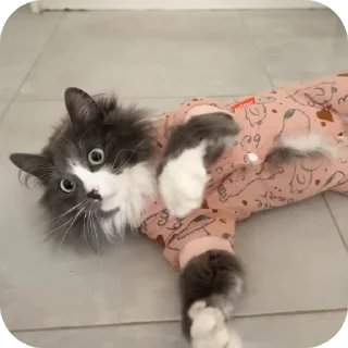 🐱