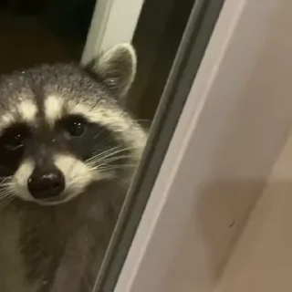 🐾
