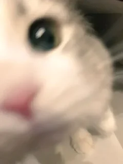 👁