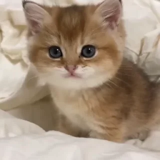 😠