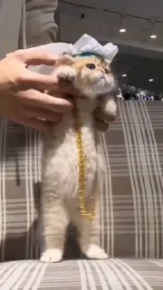 🤩