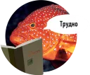 🐟