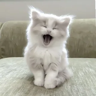 🐈