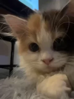 🌟
