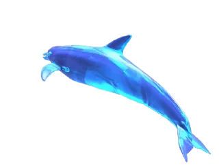 🐬