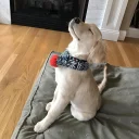 🐶