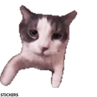 😽