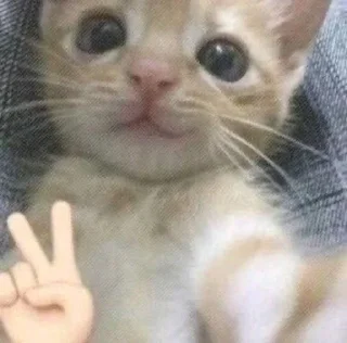 ✌