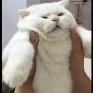 😼