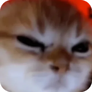 🐱