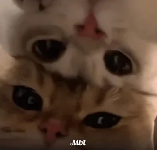 😺