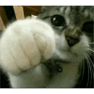 🐱