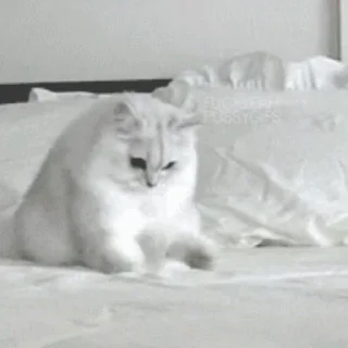 🐱