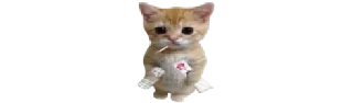 🐈