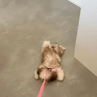 🐶