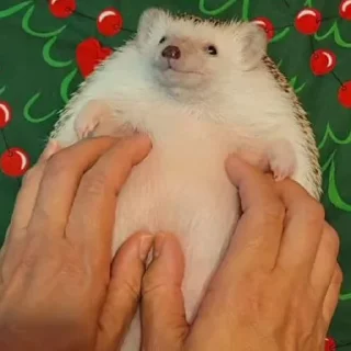 🦔