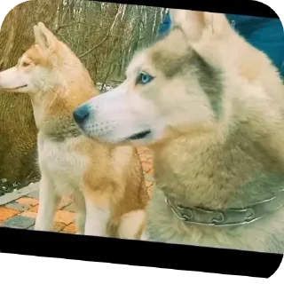 👍