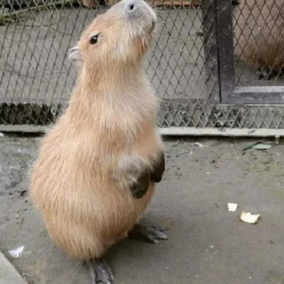 🦦